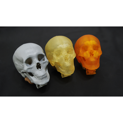 의료용 두개골 / Medical skull